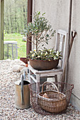 Arrangement of twigs and narcissus in rusty bowl on old chair