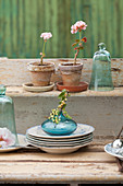 Potted geraniums, glass covers and sprig of currants in vase on stacked plates