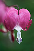 Pink blühendes Tränende Herz (Lamprocapnos spectabilis), Makroaufnahme