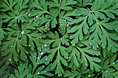 Leaves of the dwarf heart flower (Dicentra eximia) with water drops