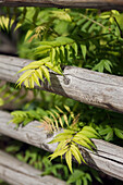 Sumac bush (also tansy sumac, Rhus coriaria) behind garden fence
