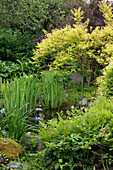 Garden pond with yellow spirea, yellow irises and yellow-red sumac