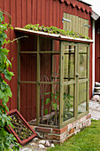 Selbstgebautes Mini-Gewächshaus mit Chilipflanzen und Paprika und einem Dach aus Sedum-Pflanzen