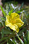 Large-flowered Evening Primrose (Oenothera)