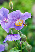 Violett blühender Scheinmohn (Meconopsis)