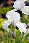 Weiß Blühende Schwertlilie (Iris Germanica)