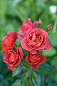 Rot blühende Rosen