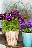 Stiefmütterchen in Violett und Lila in nostalgischen Blumentöpfen