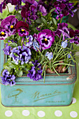 Lilac and purple violas and grape hyacinths planted in old biscuit tin