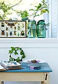 Pressed Flowers and ivy wreath on an old table by the window with a beetle collection