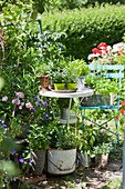 Herbs and flowering plants in buckets, tins and baskets in garden