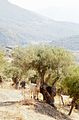 A cow standing next to a olive tree