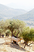 Cow standing next to an olive tree