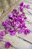 Blütenblätter von Bougainvillea auf dem Boden