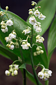 Maiglöckchen, (Convallaria majalis) 'Flore Pleno' im Freien