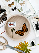 Insects in acrylic, book with butterflies and four-leaf clover