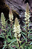 Krainer Strauß- Glockenblume (Campanula thyrsoides ssp carniolica