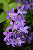Hohe Dolden-Glockenblume (Campanula lactiflora)