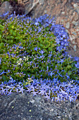 Blaue Sternpolster-Glockenblume (Campanula garganica) zwischen Felsen