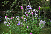 Dolden-Glockenblume (Campanula lactiflora) oder Riesen-Glockenblume und Fingerhut (Digitalis) im Garten