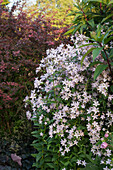 Umbellifer 'Loddon Anne' (Campanula lactiflora), milk bells