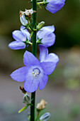 Pyramid bellflower (Campanula pyramidalis), blue flowers