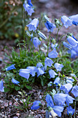 Blaue Zwerg-Glockenblume (Campanula cochleariifolia)