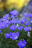 Lila blühende Karpaten-Glockenblumen (Campanula carpatica)