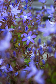 Hanging cushion bellflower (Campanula poscharskyana) 'Stella', blue flower branches