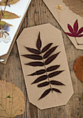 Gepresste Blätter auf Pappe