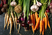 Variety of root garden vegetables carrot, garlic, purple onion, beetroot, parsnip and celery
