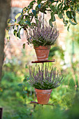 Erika in Terracottatöpfen hängen am Baum