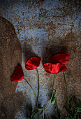 Rote Mohnblumen auf rostigem Untergrund