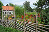 Typical Scandinavian wooden fence in flowering cottage garden