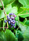 Red grapes growing in the garden