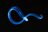 Larval stage of an eel