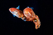 Atlantic bobtail squid mating