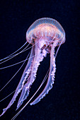 Mauve stinger jellyfish