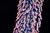 Red-spotted siphonophore colony
