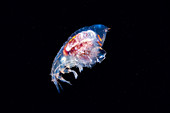 Phrosina amphipod crustacean