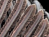 Salmon gill filaments,SEM