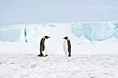 Emperor penguin feeding journey