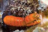 Spearing mantis shrimp