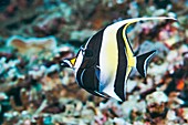 Moorish idol