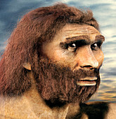 Neanderthal,illustration