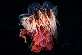 Lion's mane jellyfish