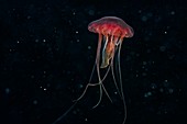 Lion's mane jellyfish