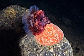 Stomphia sea anemone feeding on a jellyfish