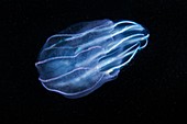 Beroe comb jelly feeding