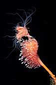 Nudibranch feeding on a hydroid